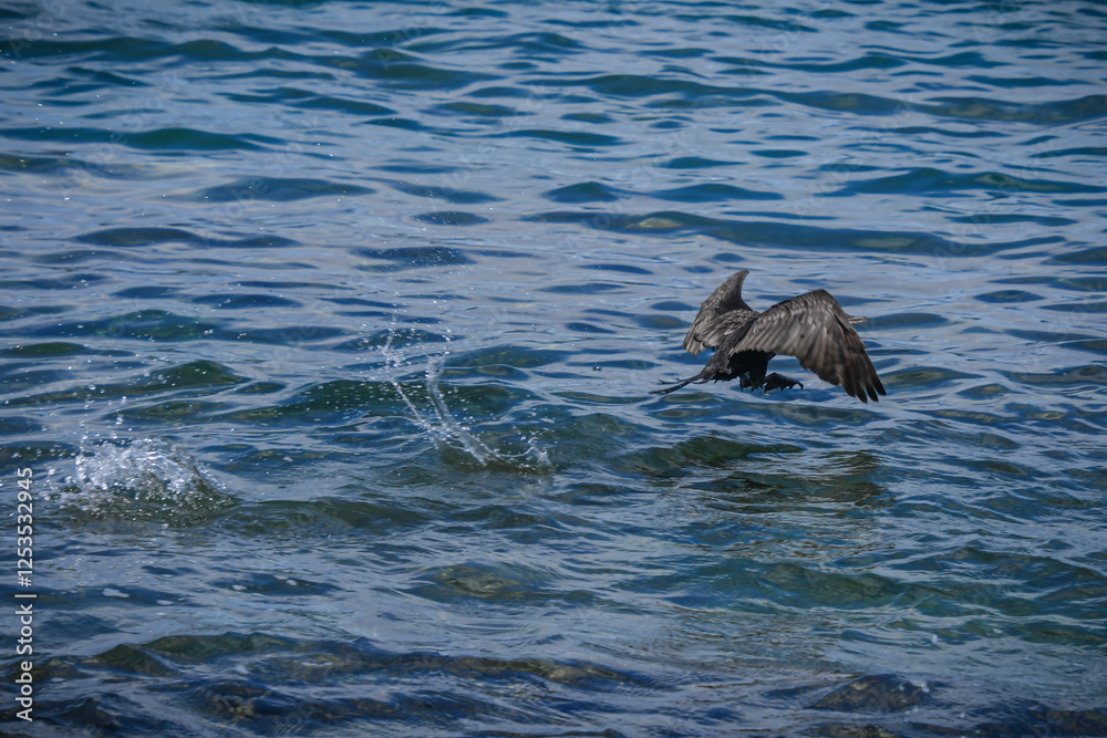 Obraz premium Beautiful specimen of European shag in flight in the Guanacaste province of Costa Rica on the shores of the Pacific Ocean