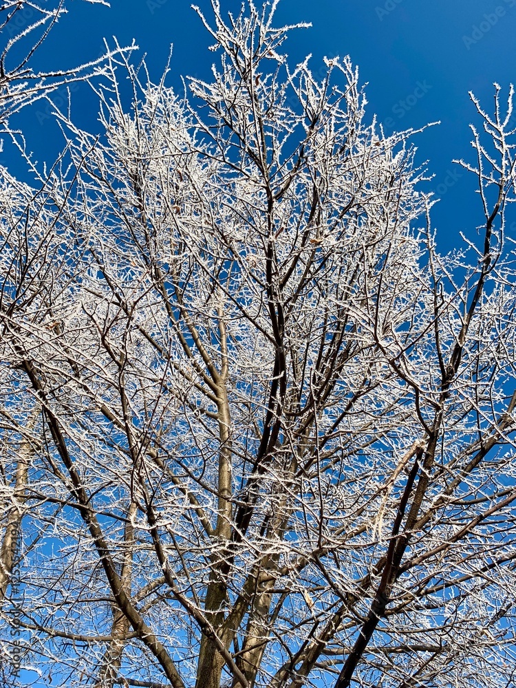 Frost delicately blankets the branches of a tall tree, creating a shimmering effect against the clear blue sky on a cold winter afternoon Frost delicately blankets the branches of a tall tree, creating a shimmering effect against the clear blue sky on a cold winter afternoon