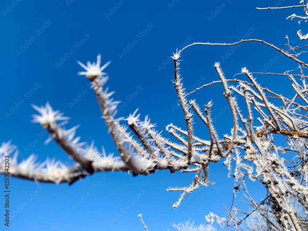 A close-up view of branches adorned with frost against a backdrop of a bright blue sky. The icy formations create a captivating winter atmosphere