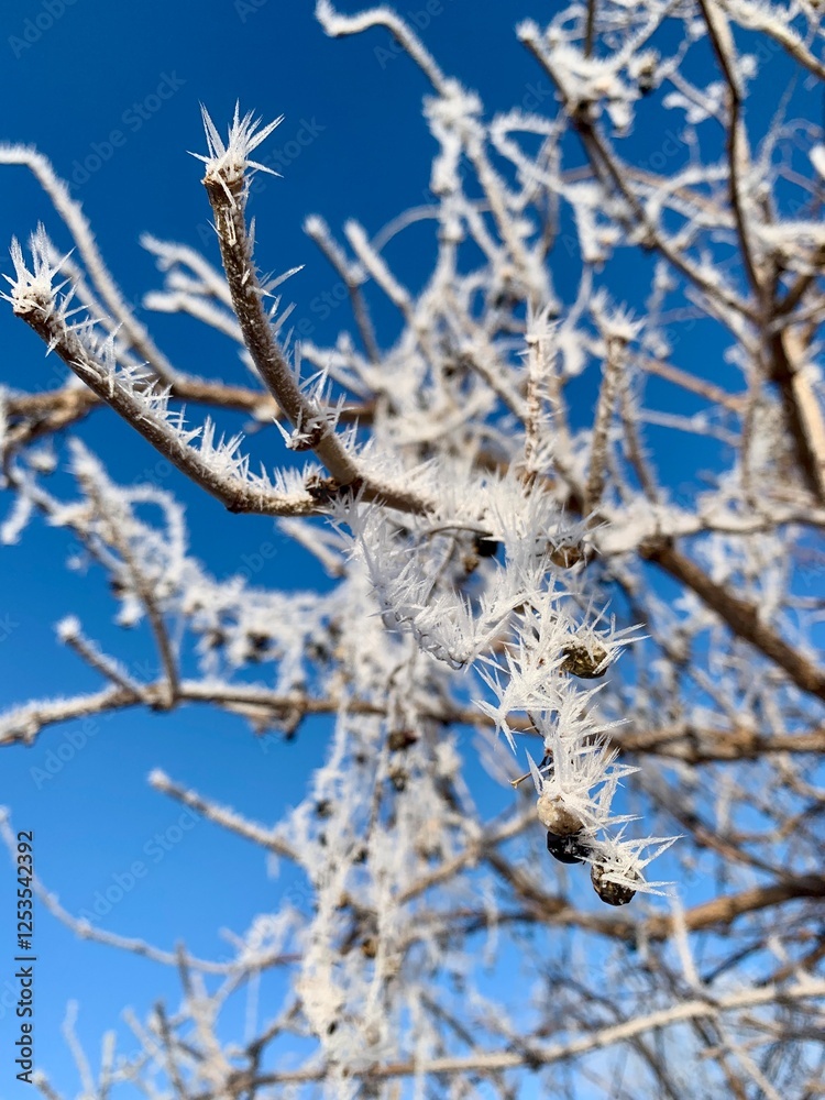 During a chilly winter day, branches adorned with frost create a mesmerizing contrast with the bright blue sky, showcasing nature's beauty and tranquility During a chilly winter day, branches adorned with frost create a mesmerizing contrast with the bright blue sky, showcasing nature's beauty and tranquility