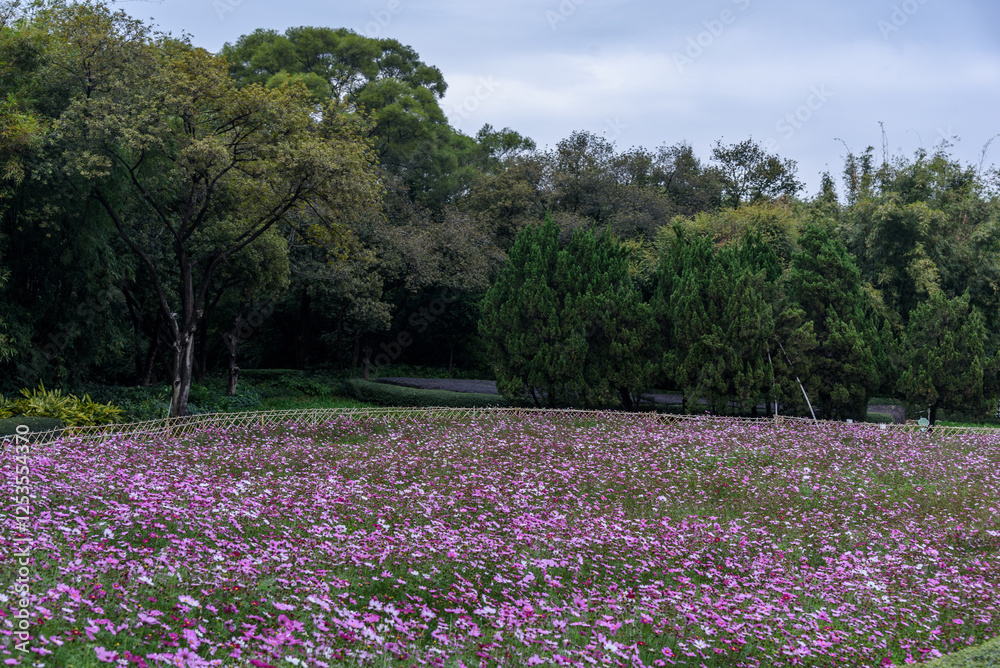 Gesang flower sea. Spring natural scenery of Yuanmei Park in Dongguan, China.
Gesang flower sea. Spring natural scenery of Yuanmei Park in Dongguan, China.