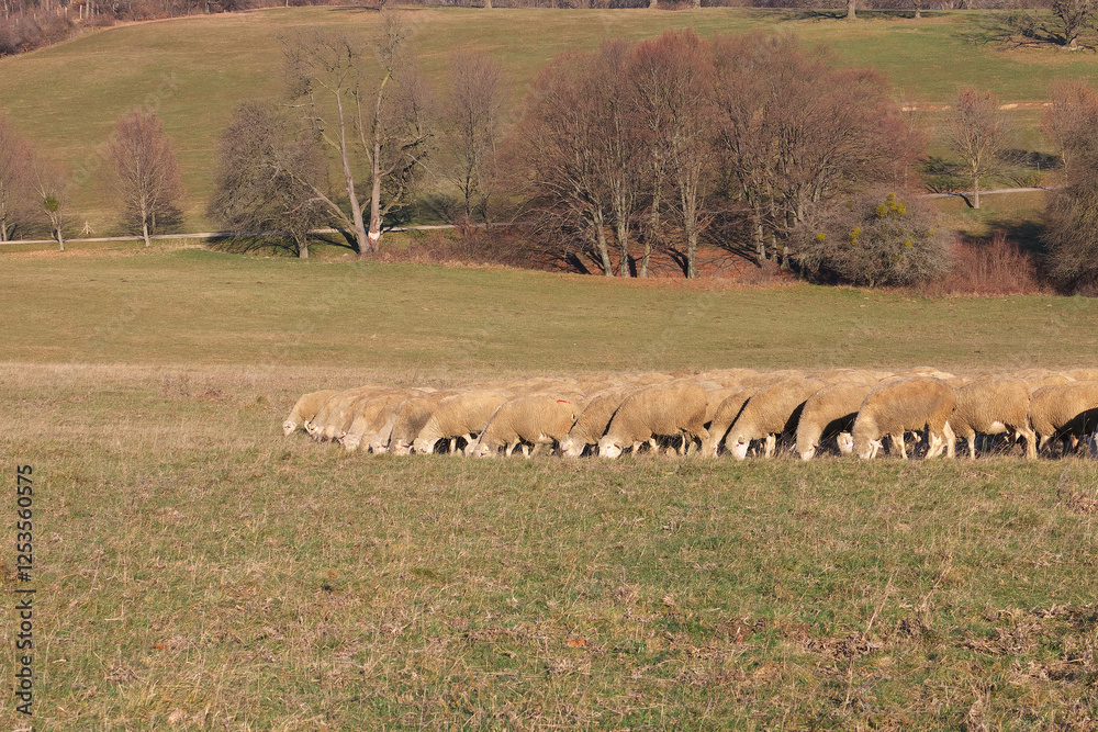 Fototapeta premium Sheep grazing.