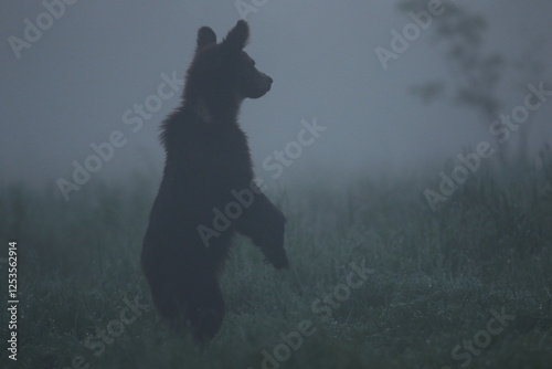 Fototapeta Naklejka Na Ścianę i Meble -  Niedźwiedź brunatny, (Ursus arctos), brown bear