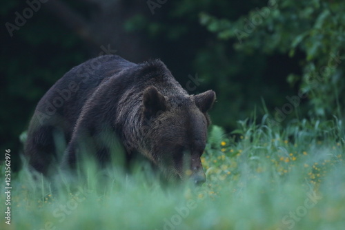Fototapeta Naklejka Na Ścianę i Meble -  Niedźwiedź brunatny, (Ursus arctos), brown bear