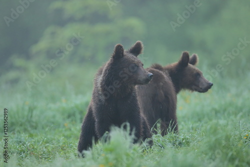 Fototapeta Naklejka Na Ścianę i Meble -  Niedźwiedź brunatny, (Ursus arctos), brown bear
