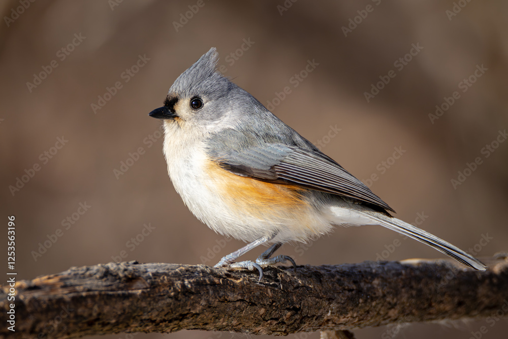 up close a male tufted titmouse resting on a branch.