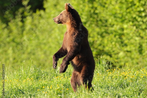 Fototapeta Naklejka Na Ścianę i Meble -  Niedźwiedź brunatny, (Ursus arctos), brown bear