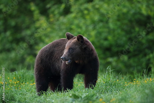 Fototapeta Naklejka Na Ścianę i Meble -  Niedźwiedź brunatny, (Ursus arctos), brown bear