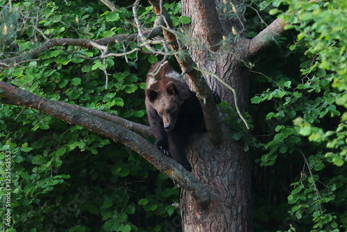 Fototapeta Naklejka Na Ścianę i Meble -  Niedźwiedź brunatny, (Ursus arctos), brown bear