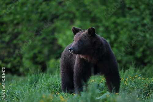 Fototapeta Naklejka Na Ścianę i Meble -  Niedźwiedź brunatny, (Ursus arctos), brown bear