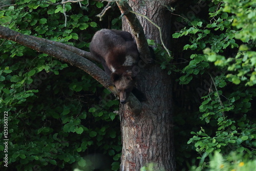 Fototapeta Naklejka Na Ścianę i Meble -  Niedźwiedź brunatny, (Ursus arctos), brown bear