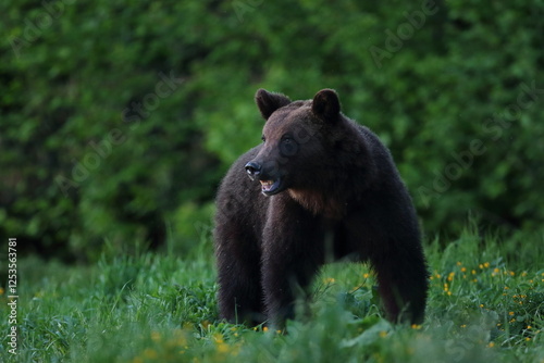 Fototapeta Naklejka Na Ścianę i Meble -  Niedźwiedź brunatny, (Ursus arctos), brown bear
