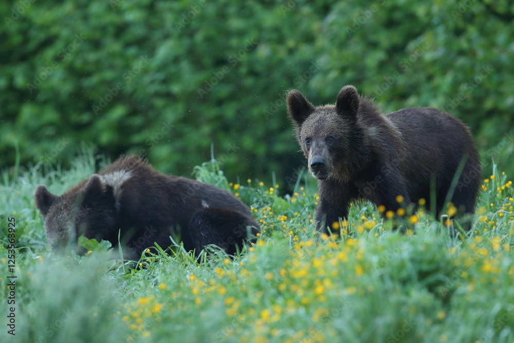 Niedźwiedź brunatny, (Ursus arctos), brown bear Niedźwiedź brunatny, (Ursus arctos), brown bear