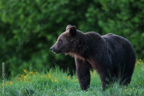 Fototapeta Naklejka Na Ścianę i Meble -  Niedźwiedź brunatny, (Ursus arctos), brown bear