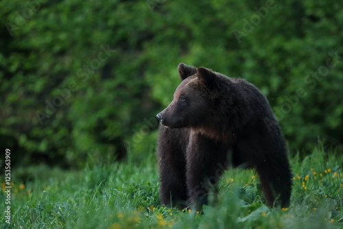 Fototapeta Naklejka Na Ścianę i Meble -  Niedźwiedź brunatny, (Ursus arctos), brown bear