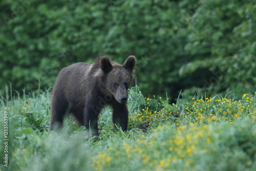 Fototapeta Naklejka Na Ścianę i Meble -  Niedźwiedź brunatny, (Ursus arctos), brown bear
