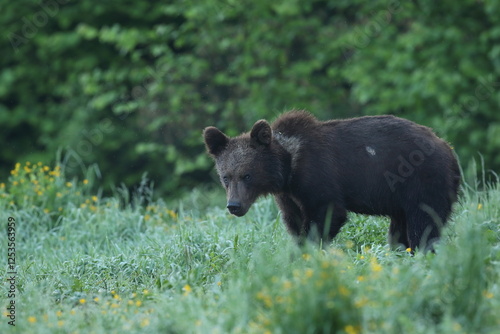 Fototapeta Naklejka Na Ścianę i Meble -  Niedźwiedź brunatny, (Ursus arctos), brown bear
