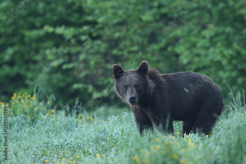 Fototapeta Naklejka Na Ścianę i Meble -  Niedźwiedź brunatny, (Ursus arctos), brown bear