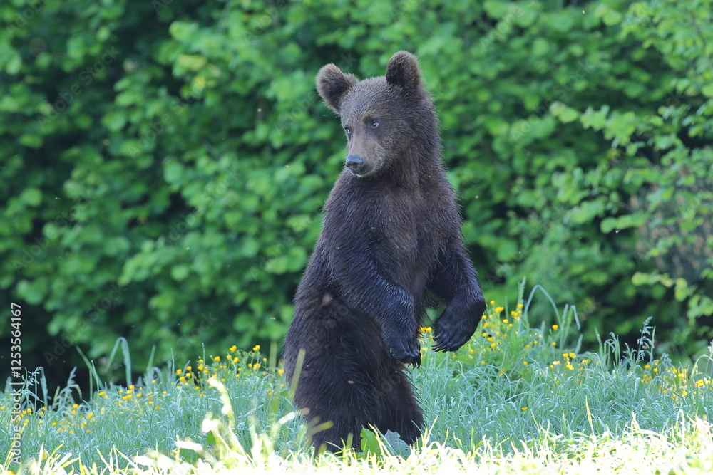 Niedźwiedź brunatny, (Ursus arctos), brown bear Niedźwiedź brunatny, (Ursus arctos), brown bear