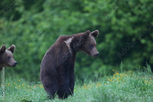 Fototapeta Naklejka Na Ścianę i Meble -  Niedźwiedź brunatny, (Ursus arctos), brown bear