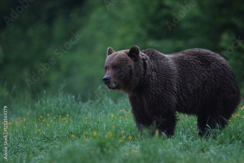 Fototapeta Naklejka Na Ścianę i Meble -  Niedźwiedź brunatny, (Ursus arctos), brown bear