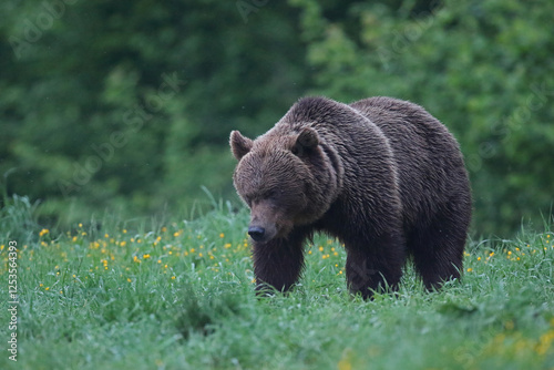 Fototapeta Naklejka Na Ścianę i Meble -  Niedźwiedź brunatny, (Ursus arctos), brown bear