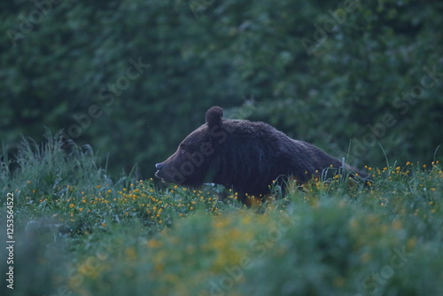 Fototapeta Naklejka Na Ścianę i Meble -  Niedźwiedź brunatny, (Ursus arctos), brown bear