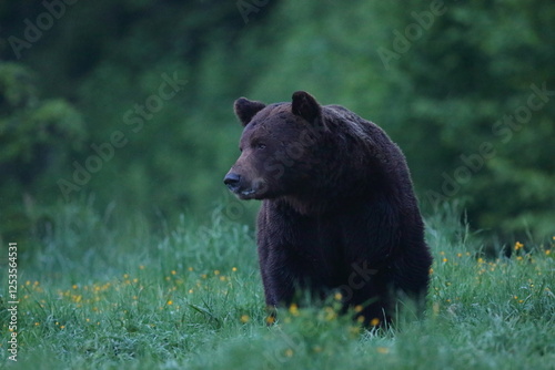 Fototapeta Naklejka Na Ścianę i Meble -  Niedźwiedź brunatny, (Ursus arctos), brown bear