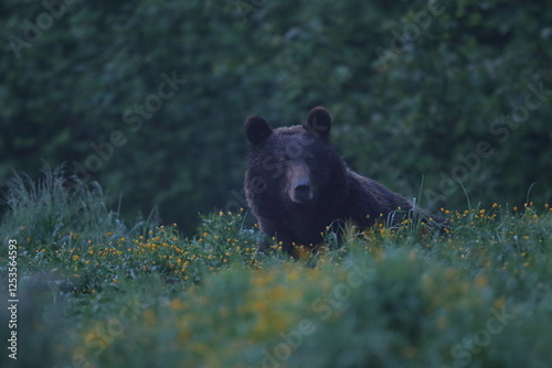 Fototapeta Naklejka Na Ścianę i Meble -  Niedźwiedź brunatny, (Ursus arctos), brown bear