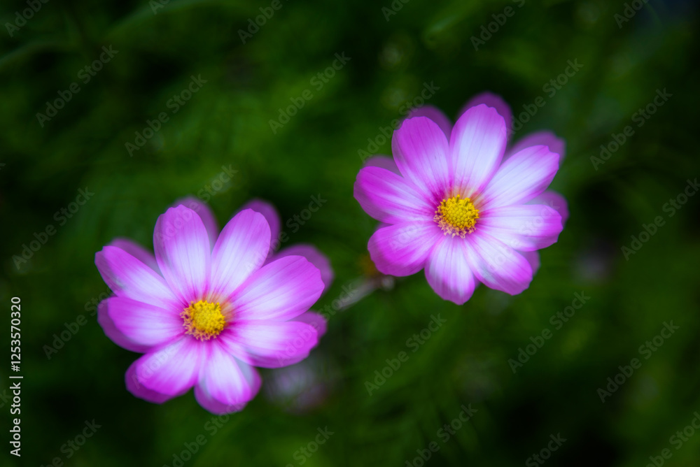 Fototapeta premium Gesang flower sea. Spring natural scenery.