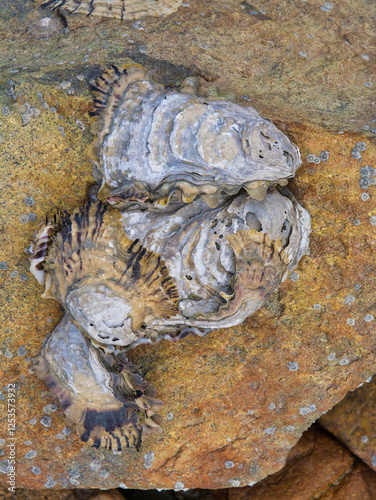 Close up of an oyster growing wild on the rocky coastline of Brittany in France. Taken near Ploubazlanec in summer.