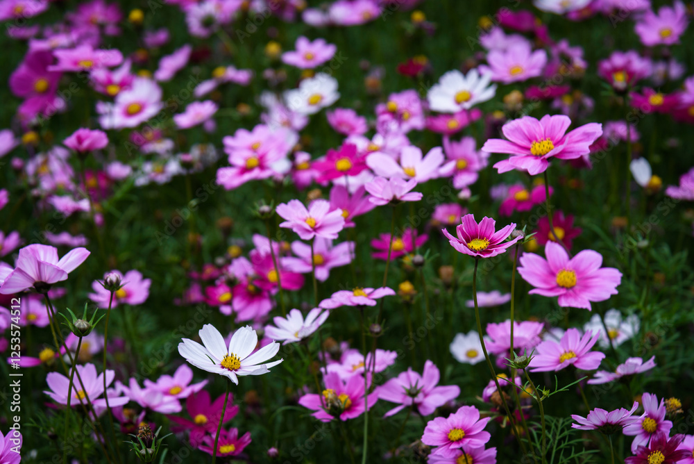 Gesang flower sea. Spring natural scenery.
Gesang flower sea. Spring natural scenery.