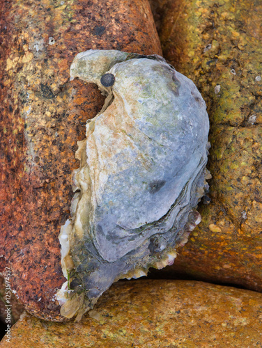 Close up of an oyster growing wild on the rocky coastline of Brittany in France. Taken near Ploubazlanec in summer.