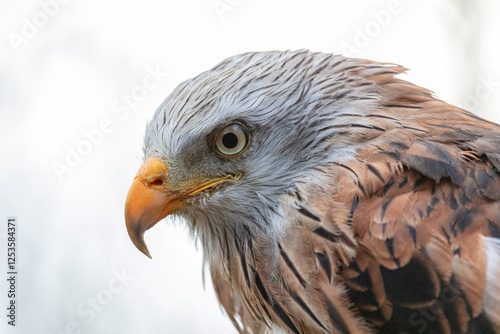 Red Kite.   Bird of Prey sitting on perch.
