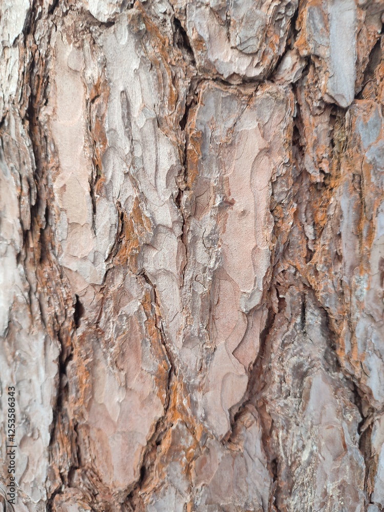 the texture of pine bark in the rays of the winter sun. background the texture of pine bark in the rays of the winter sun. background