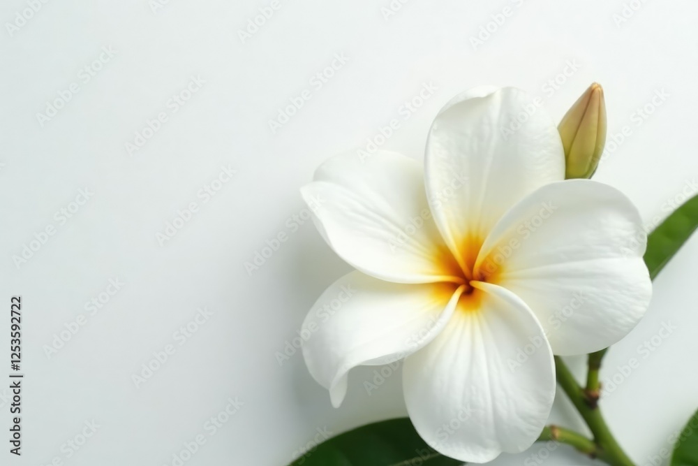 Naklejka premium White peony like frangipani on white background, bloom, texture, frangipani
