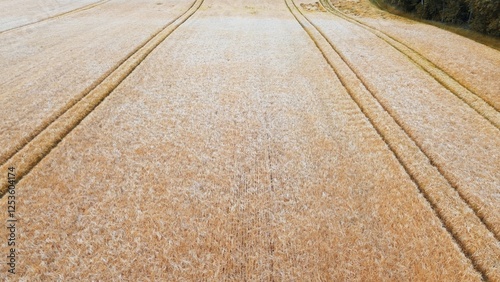 Abundant wheat field almost ready to harvest photo