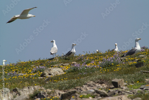 herring gull (Larus cachinnans) nesting.  Yellow-legged Gull - Larus michahellis .Isola Piana. Stintino, Sardinia. Italy photo