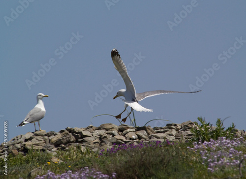 herring gull (Larus cachinnans) nesting.  Yellow-legged Gull - Larus michahellis .Isola Piana. Stintino, Sardinia. Italy photo