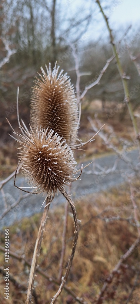 Obraz premium Pflanze mit Reif