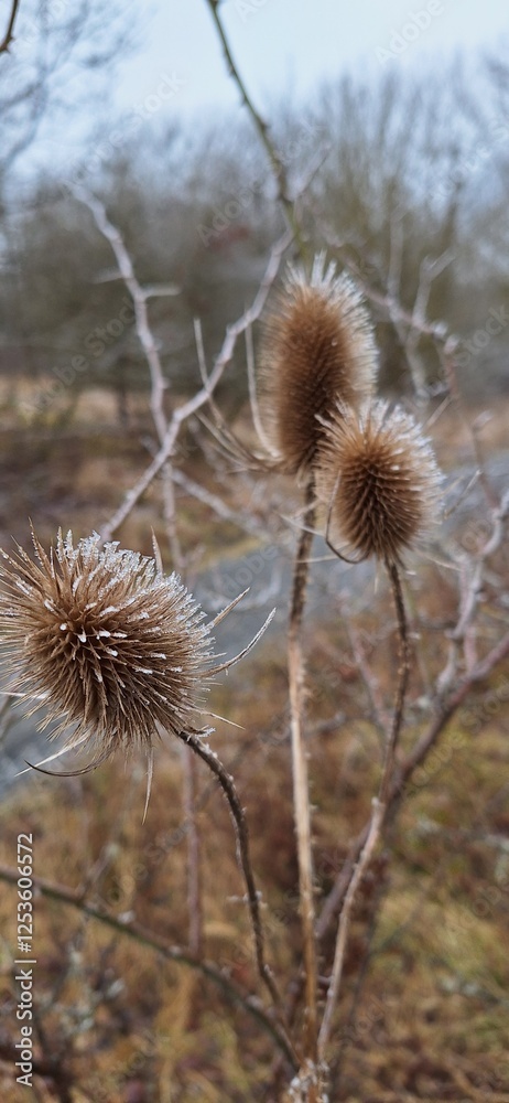 Fototapeta premium Pflanze mit Reif