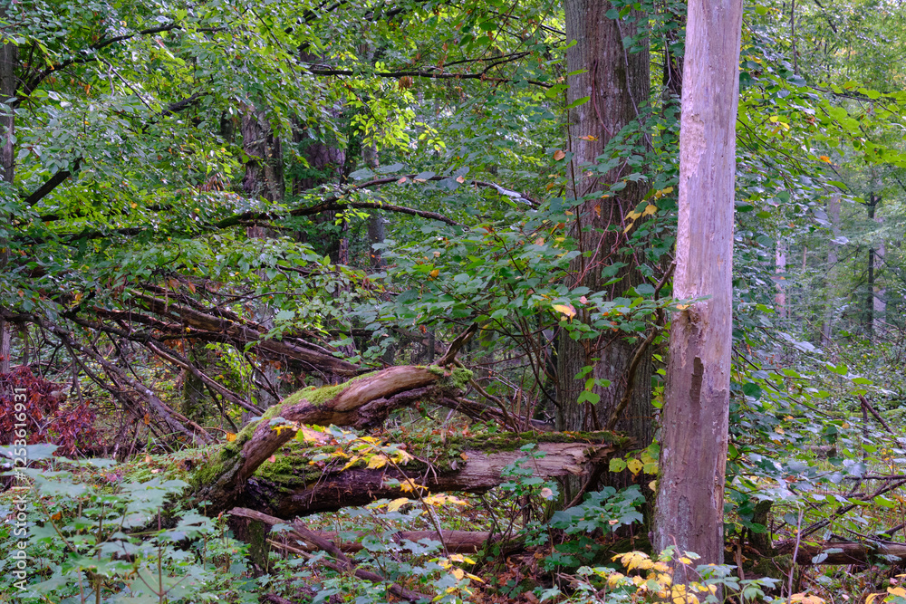 Summertime deciduous forest with broken old trees