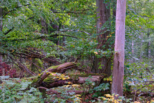 Obraz na płótnie Summertime deciduous forest with broken old trees w salonie
