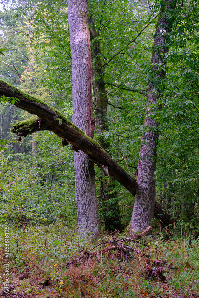 Summertime deciduous forest with broken old trees