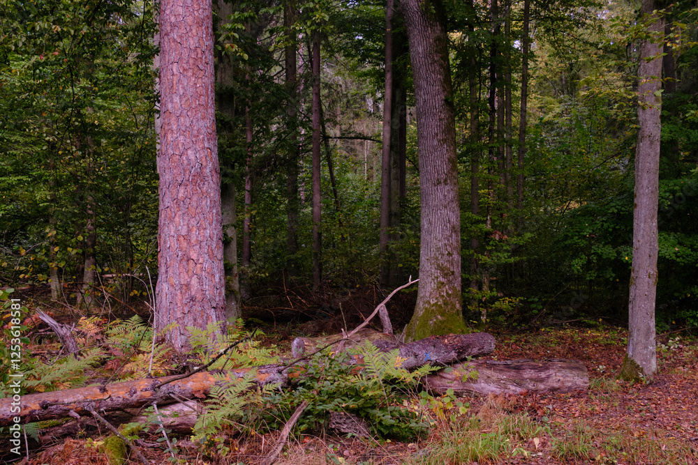 Deciduous stand with hornbeams and old pine trees