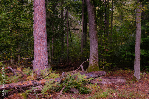 Obraz na płótnie Deciduous stand with hornbeams and old pine trees w salonie