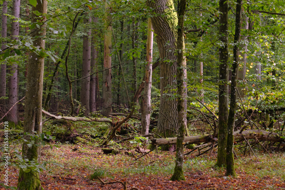 Summertime deciduous forest with broken old trees