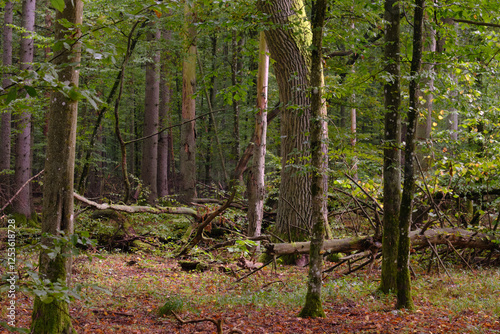Obraz na płótnie Summertime deciduous forest with broken old trees w salonie