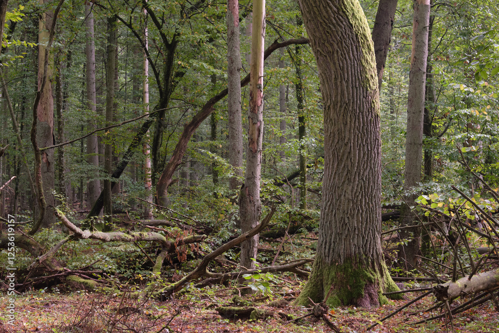 Summertime natural deciduous forest