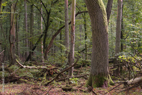 Obraz na płótnie Summertime natural deciduous forest w salonie